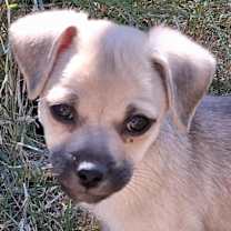 Thumbnail photo of Lionel #1