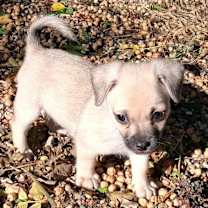 Thumbnail photo of Lionel #4