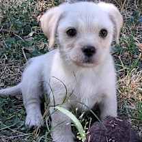 Thumbnail photo of Stevie #3