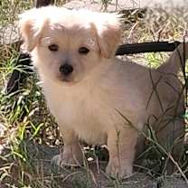 Thumbnail photo of Smokey #3