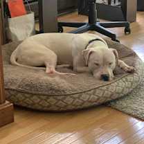 Thumbnail photo of Pan (Japan) #1