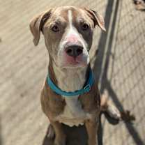 Thumbnail photo of CoCo #1