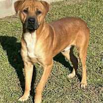 Thumbnail photo of BUDDY/URGENT #2