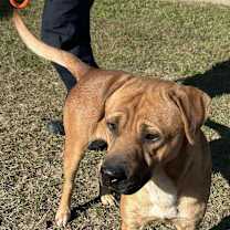 Thumbnail photo of BUDDY/URGENT #4