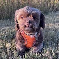 Thumbnail photo of Huey-OS #1