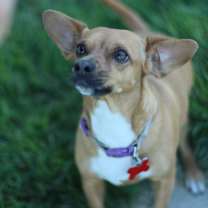 Thumbnail photo of Elvira #1