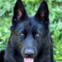 Thumbnail photo of Jetta #4