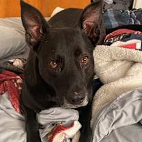 Thumbnail photo of Zeus #4