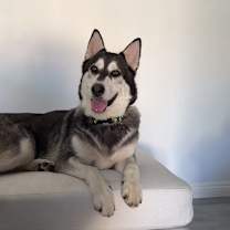 Thumbnail photo of Noah #1