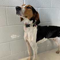 Thumbnail photo of Maisy #2