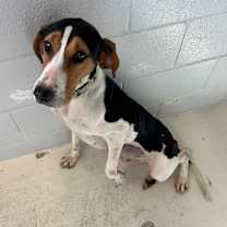 Thumbnail photo of Maisy #4