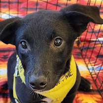 Thumbnail photo of Bert #1