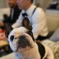 Thumbnail photo of Bailey #1