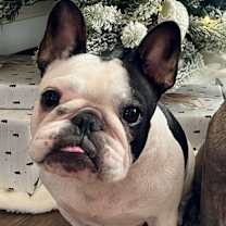 Thumbnail photo of Bailey #3