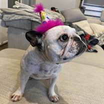 Thumbnail photo of Bailey #4