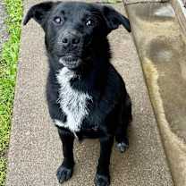 Thumbnail photo of Zari #2