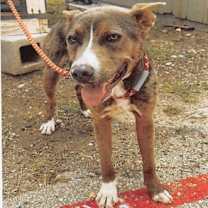 Thumbnail photo of Atticus #3