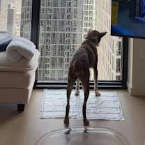 Thumbnail photo of Lucy #3