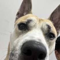 Thumbnail photo of Milo #2