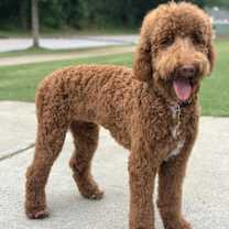 Thumbnail photo of Bella #1