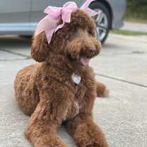 Thumbnail photo of Bella #2