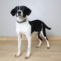 Thumbnail photo of Bandit D67051 #1