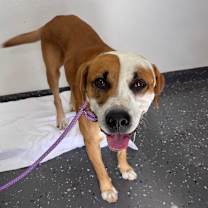 Thumbnail photo of Agustus #2