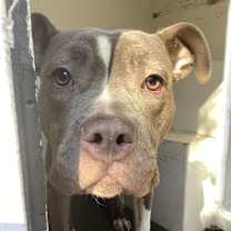 Thumbnail photo of Delada (Leawood) #2