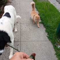 Thumbnail photo of Pepper #2