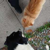 Thumbnail photo of Pepper #3