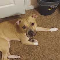 Thumbnail photo of Cali #1