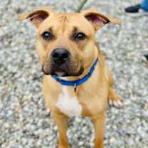 Thumbnail photo of Rocky #1