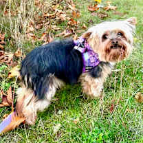 Thumbnail photo of Asha the "Ewok" Yorkie #3