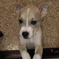 Thumbnail photo of TIFTON 1614 #2