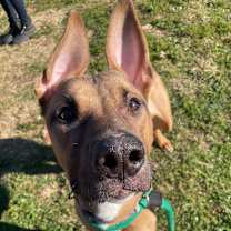 Thumbnail photo of Nugget  #2