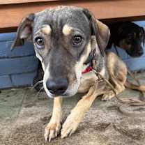 Thumbnail photo of Kai #2