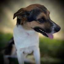 Thumbnail photo of Bentley #1