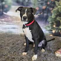 Thumbnail photo of Bodhi #1