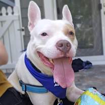 Thumbnail photo of Paddy Cakes #3