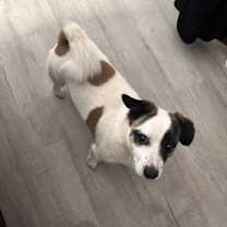 Thumbnail photo of Benji #1