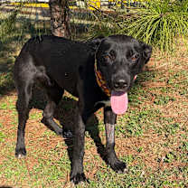 Thumbnail photo of Jake 25-10-115 #3