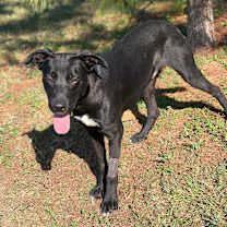 Thumbnail photo of Jake 25-10-115 #4