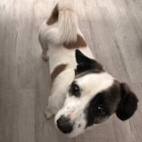 Thumbnail photo of Benji #2