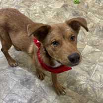 Thumbnail photo of Bellamy #1