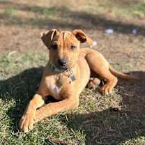 Thumbnail photo of Brownie  #1