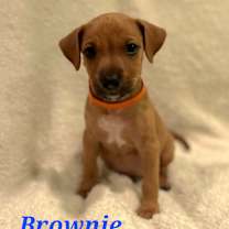 Thumbnail photo of Brownie  #2