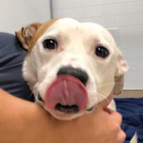 Thumbnail photo of Dr Caligari  #2