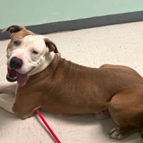 Thumbnail photo of Capone #4