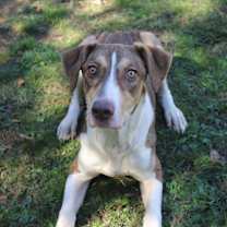 Thumbnail photo of Ralphie #2