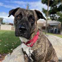 Thumbnail photo of Puck #1